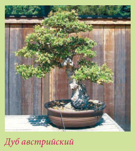 Бонсай _115.jpg