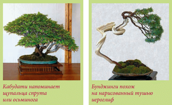 Бонсай _10.jpg