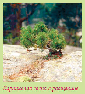 Бонсай _11.jpg