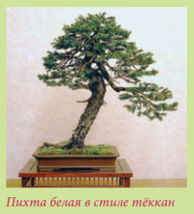 Бонсай _125.jpg