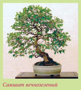 Бонсай _127.jpg