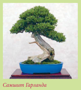 Бонсай _128.jpg