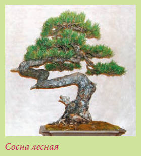 Бонсай _130.jpg
