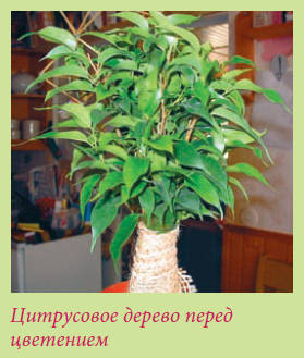 Бонсай _149.jpg