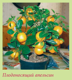 Бонсай _150.jpg