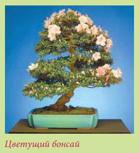 Бонсай _15.jpg