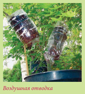 Бонсай _17.jpg
