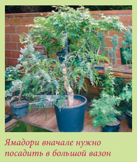 Бонсай _19.jpg