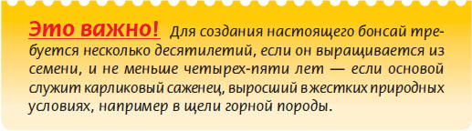 Бонсай _22.jpg
