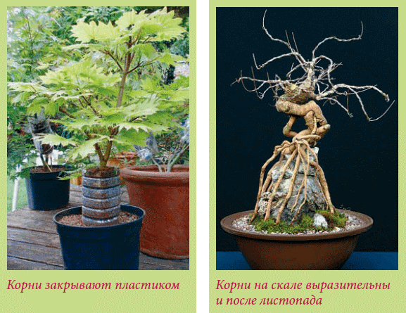 Бонсай _48.jpg