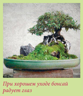 Бонсай _50.jpg