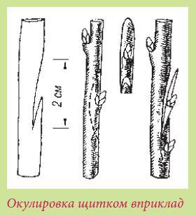 Плодоносящие растения _38.jpg