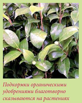 Плодоносящие растения _49.jpg