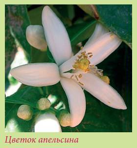 Плодоносящие растения _56.jpg