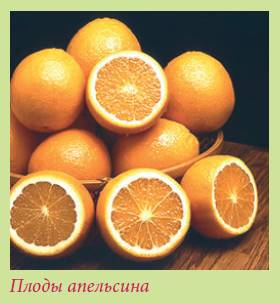 Плодоносящие растения _57.jpg