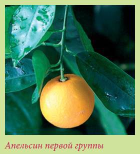 Плодоносящие растения _58.jpg