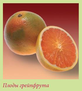 Плодоносящие растения _73.jpg