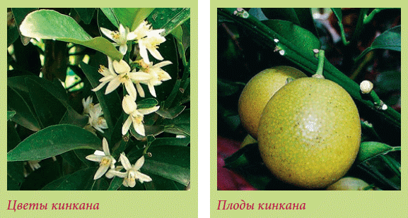 Плодоносящие растения _75.jpg