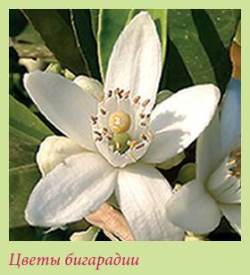 Плодоносящие растения _77.jpg