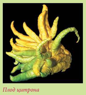 Плодоносящие растения _81.jpg