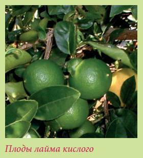 Плодоносящие растения _86.jpg