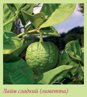 Плодоносящие растения _87.jpg