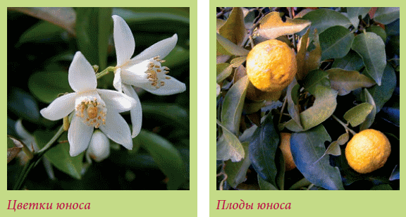 Плодоносящие растения _88.jpg