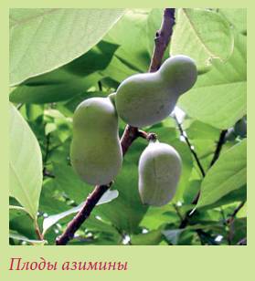 Плодоносящие растения _98.jpg