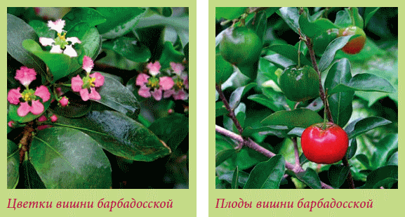 Плодоносящие растения _108.jpg