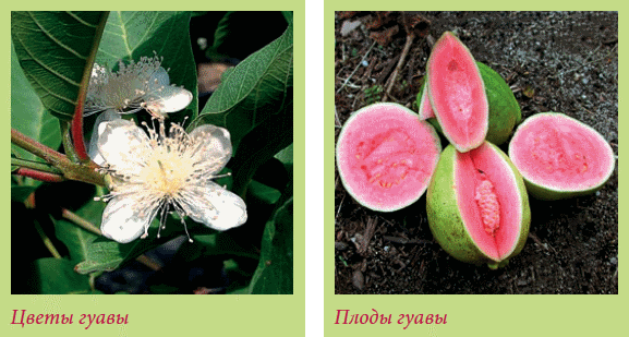 Плодоносящие растения _112.jpg