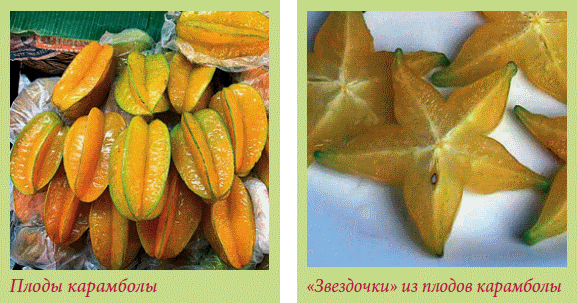 Плодоносящие растения _119.jpg