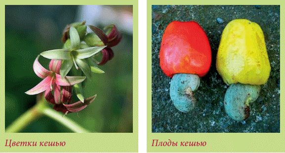 Плодоносящие растения _121.jpg