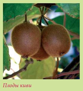 Плодоносящие растения _123.jpg