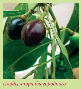 Плодоносящие растения _127.jpg