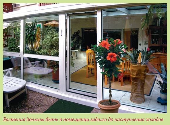 Плодоносящие растения _11.jpg
