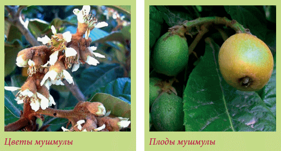 Плодоносящие растения _136.jpg