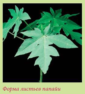 Плодоносящие растения _138.jpg