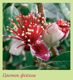 Плодоносящие растения _142.jpg