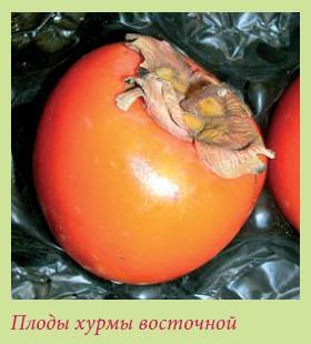 Плодоносящие растения _148.jpg