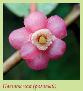 Плодоносящие растения _151.jpg