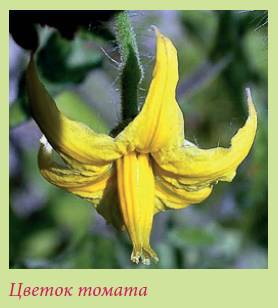 Плодоносящие растения _157.jpg