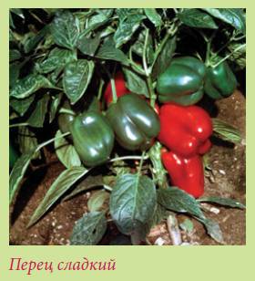 Плодоносящие растения _158.jpg