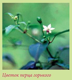 Плодоносящие растения _160.jpg