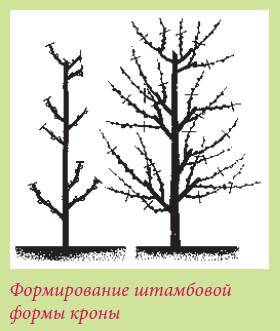 Плодоносящие растения _17.jpg