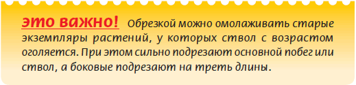 Плодоносящие растения _18.jpg