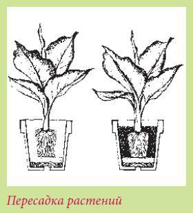 Плодоносящие растения _24.jpg