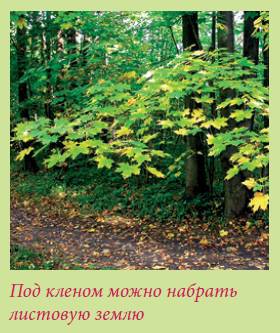 Плодоносящие растения _26.jpg