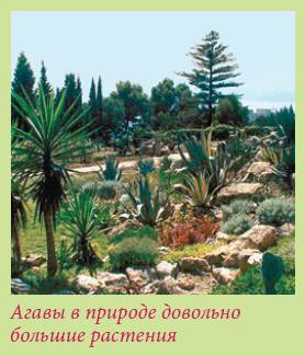 Луковичные растения _2.jpg