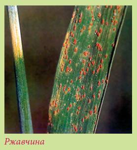 Луковичные растения _50.jpg