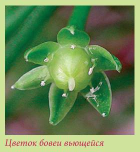 Луковичные растения _64.jpg